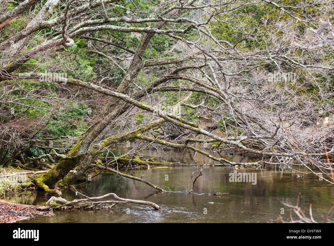 Forest and lake during autumn Stock Photo - Alamy