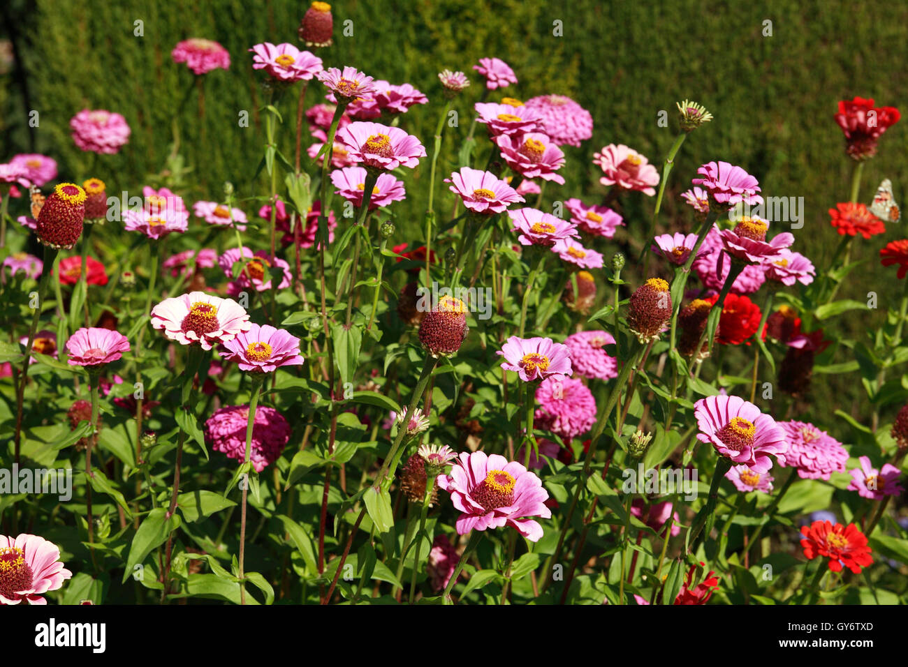 Pink wild flowers grass hi-res stock photography and images - Alamy