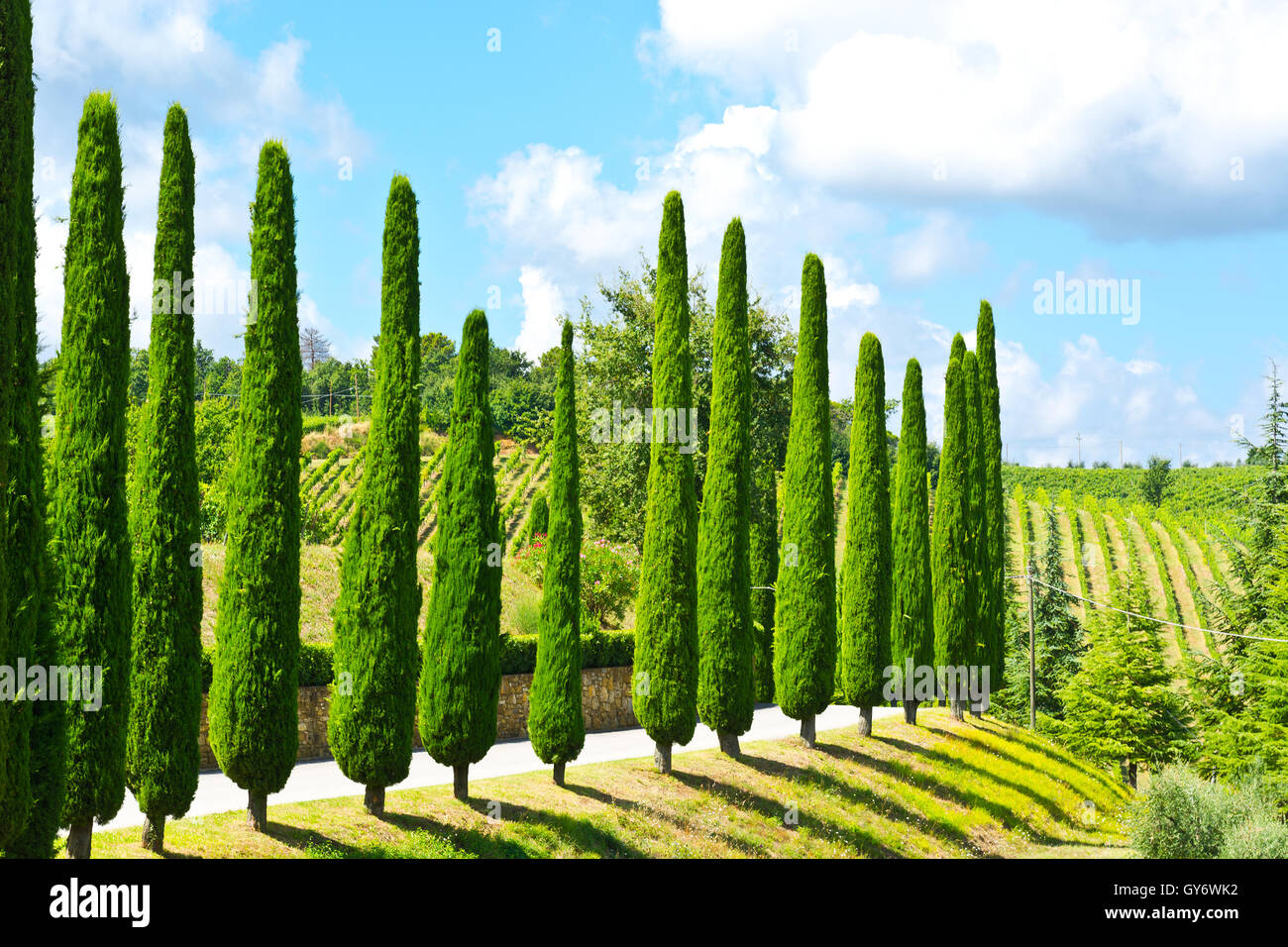 Cypresses Stock Photo