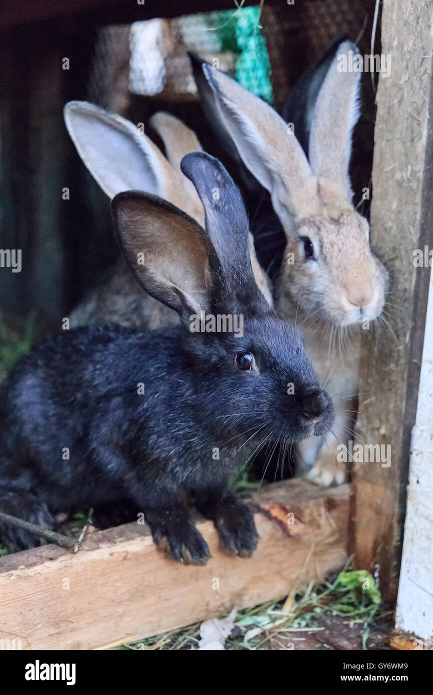 black rabbit black rabbit with friends in a cage Stock Photo
