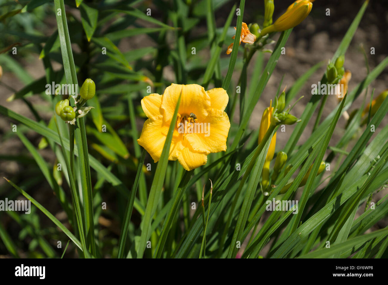 the yellow flower bloomed among the green grass Stock Photo