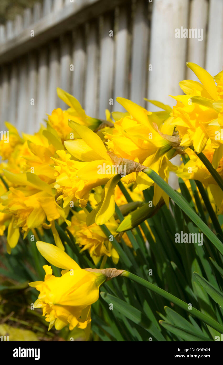 Daffodils by Fiechter House fence, William Finley National Wildlife