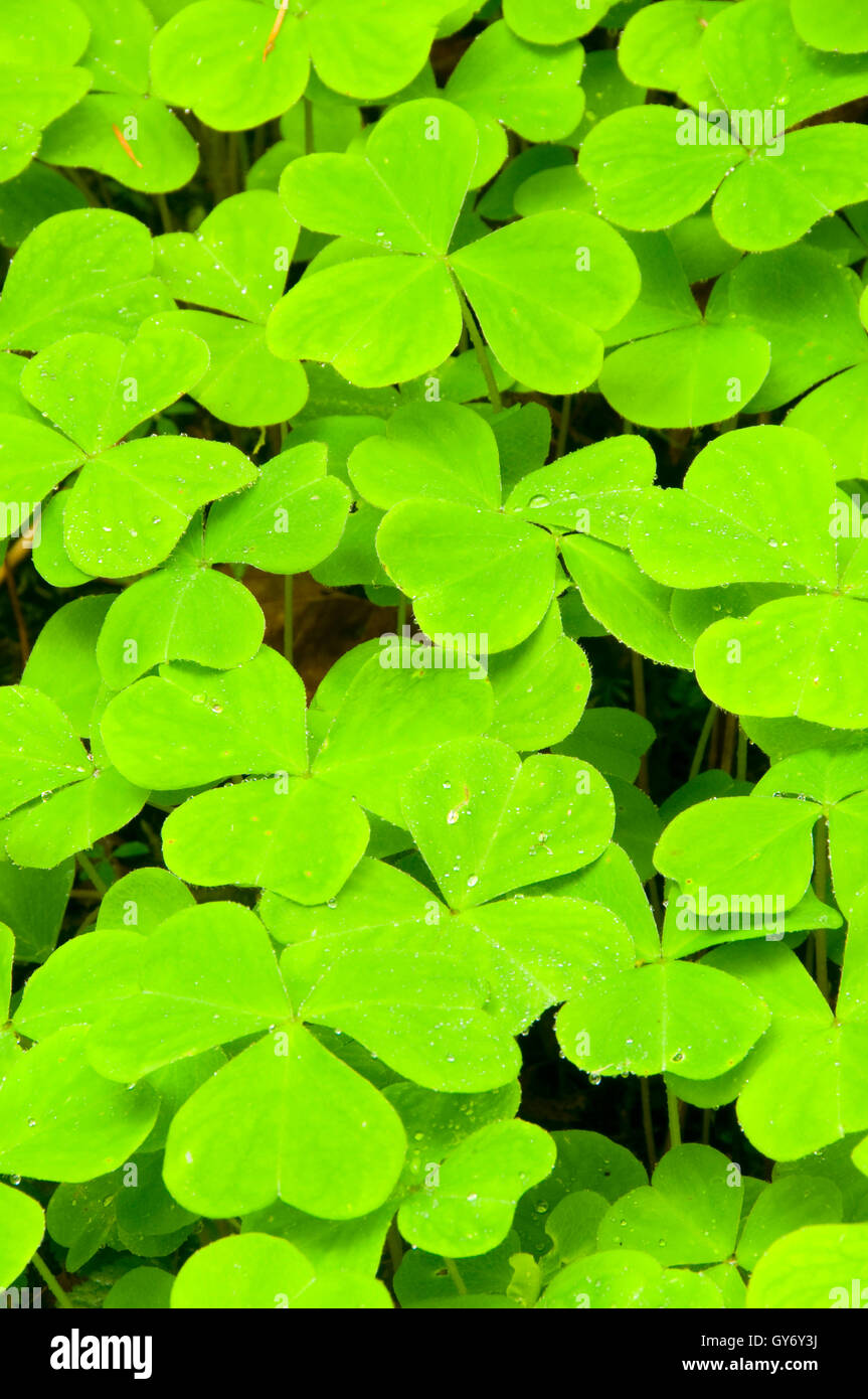 Oregon Wood Sorrel High Resolution Stock Photography And Images Alamy Oregon Wood Sorrel High Resolution Stock Photography And Images Alamy
