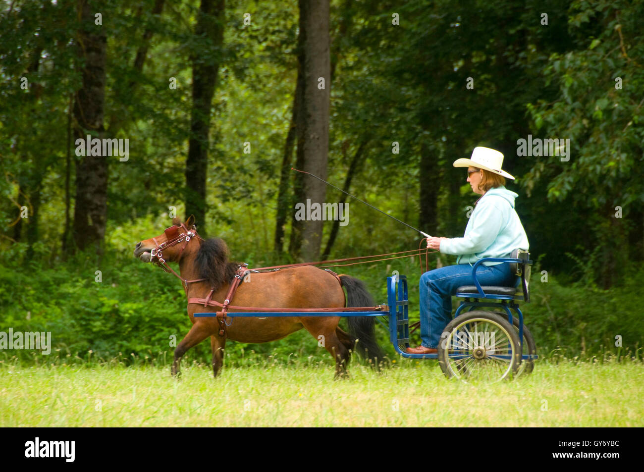 Miniature horse buggy, Miniature Horse Show, Linn County Pioneer Picnic