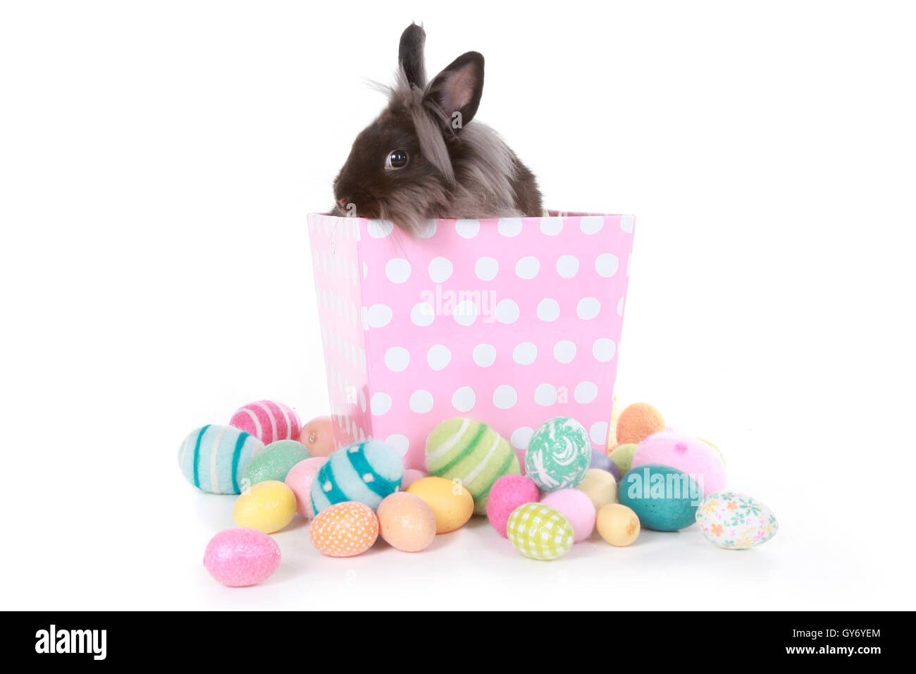 Bunny Rabbit on Pink Polka Dot Box Stock Photo - Alamy