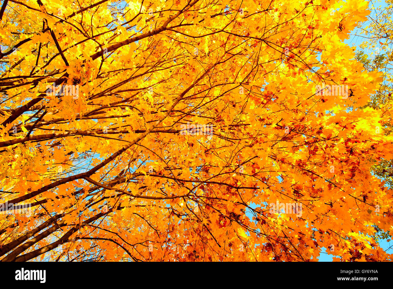 Yellow maple leaves on branches Stock Photo - Alamy