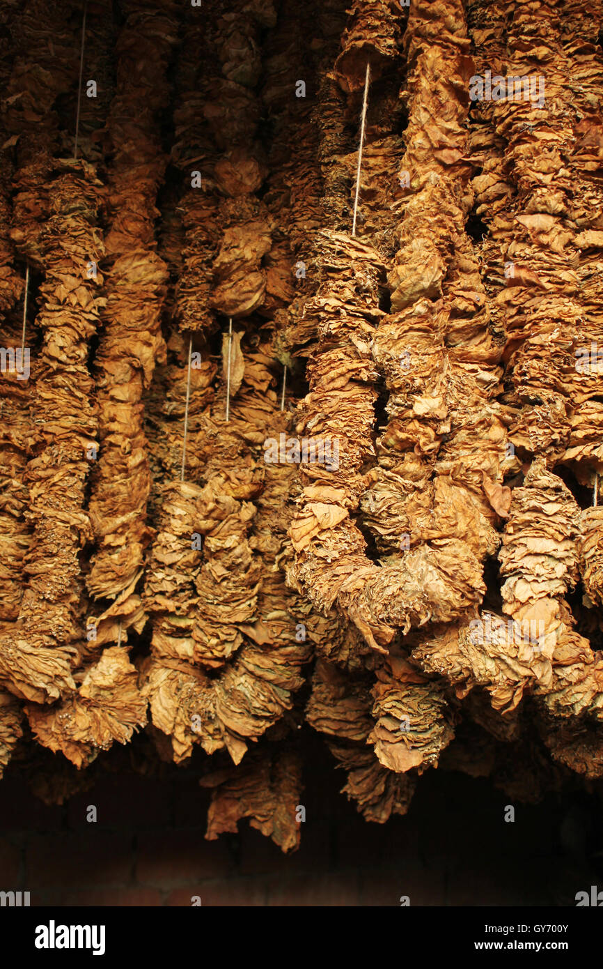 Tobacco drying rack hires stock photography and images Alamy