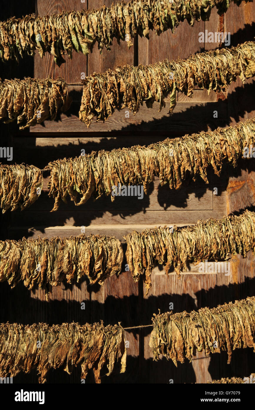 Tobacco drying rack hires stock photography and images Alamy