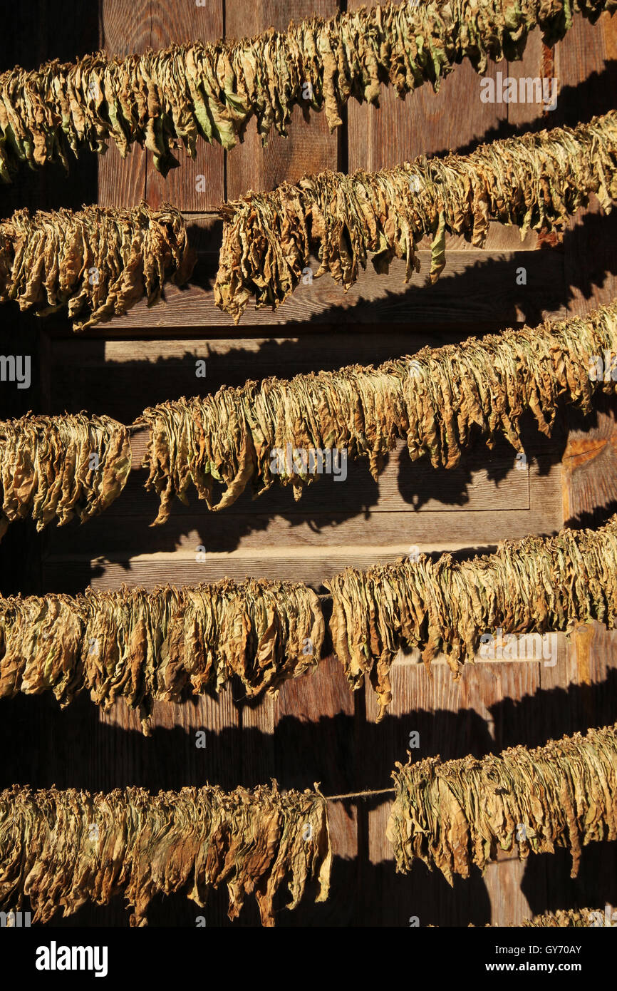 Tobacco drying rack hires stock photography and images Alamy