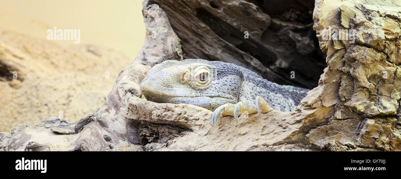 resting iguana Stock Photo