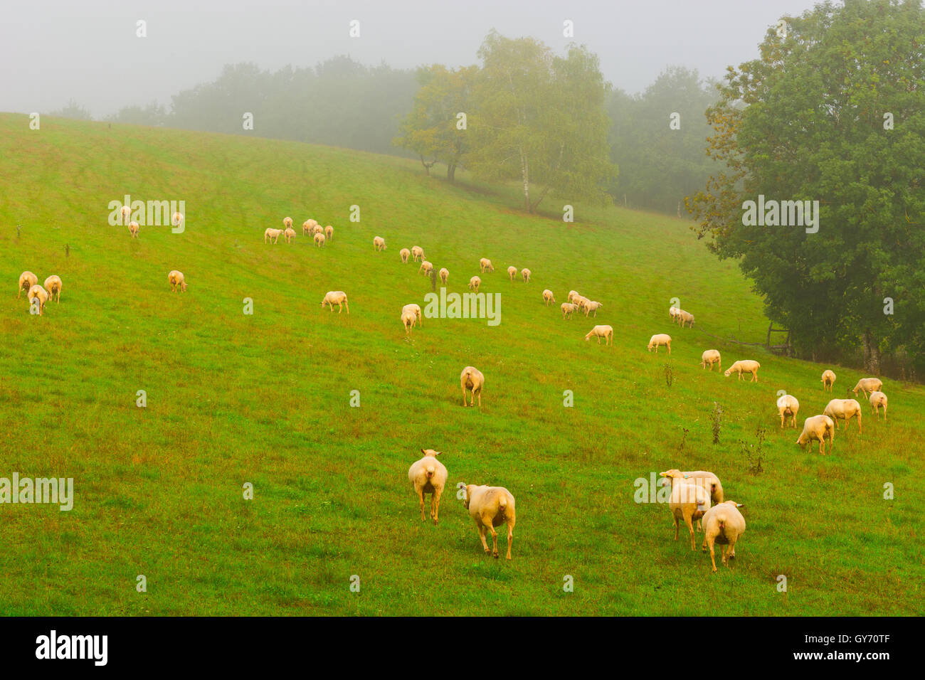 Pasture Morning Pasture morning mist hi-res stock photography and images - Alamy