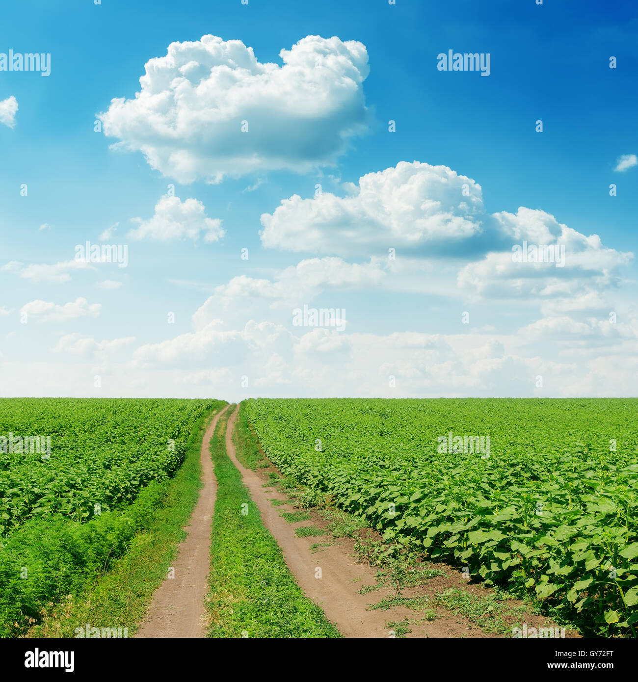 road in green field under cloudy sky Stock Photo - Alamy