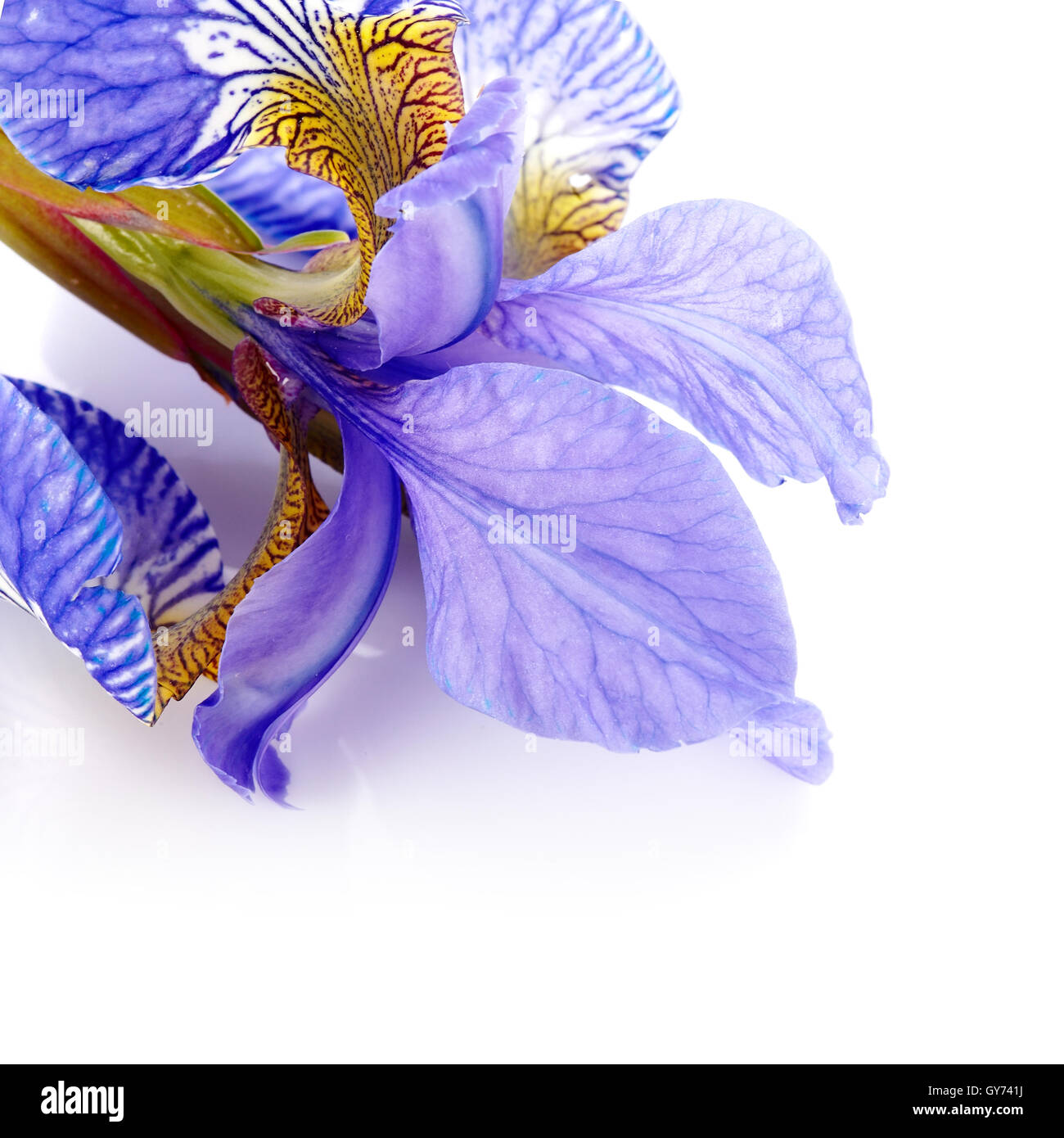 Petals of a flower of an iris Stock Photo - Alamy