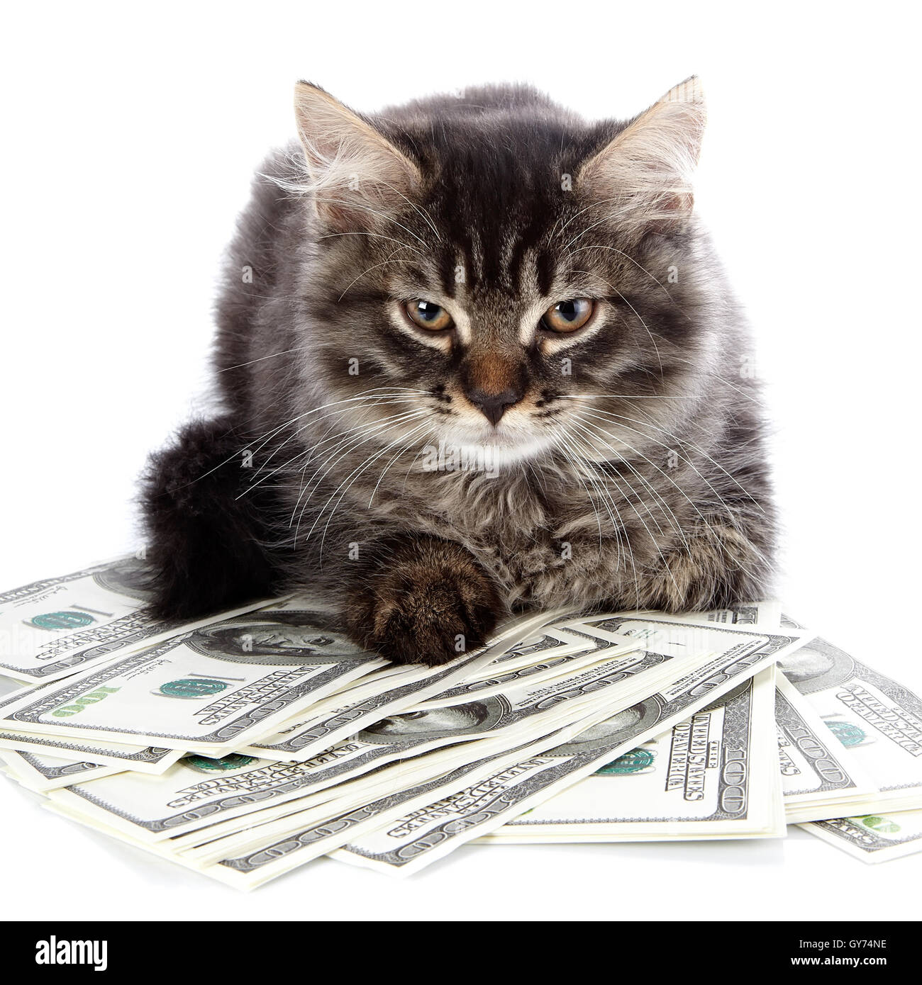 money cat