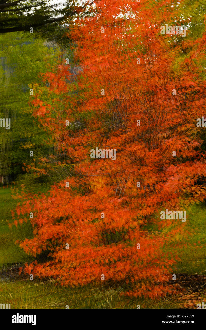 Autumn tree abstract Stock Photo
