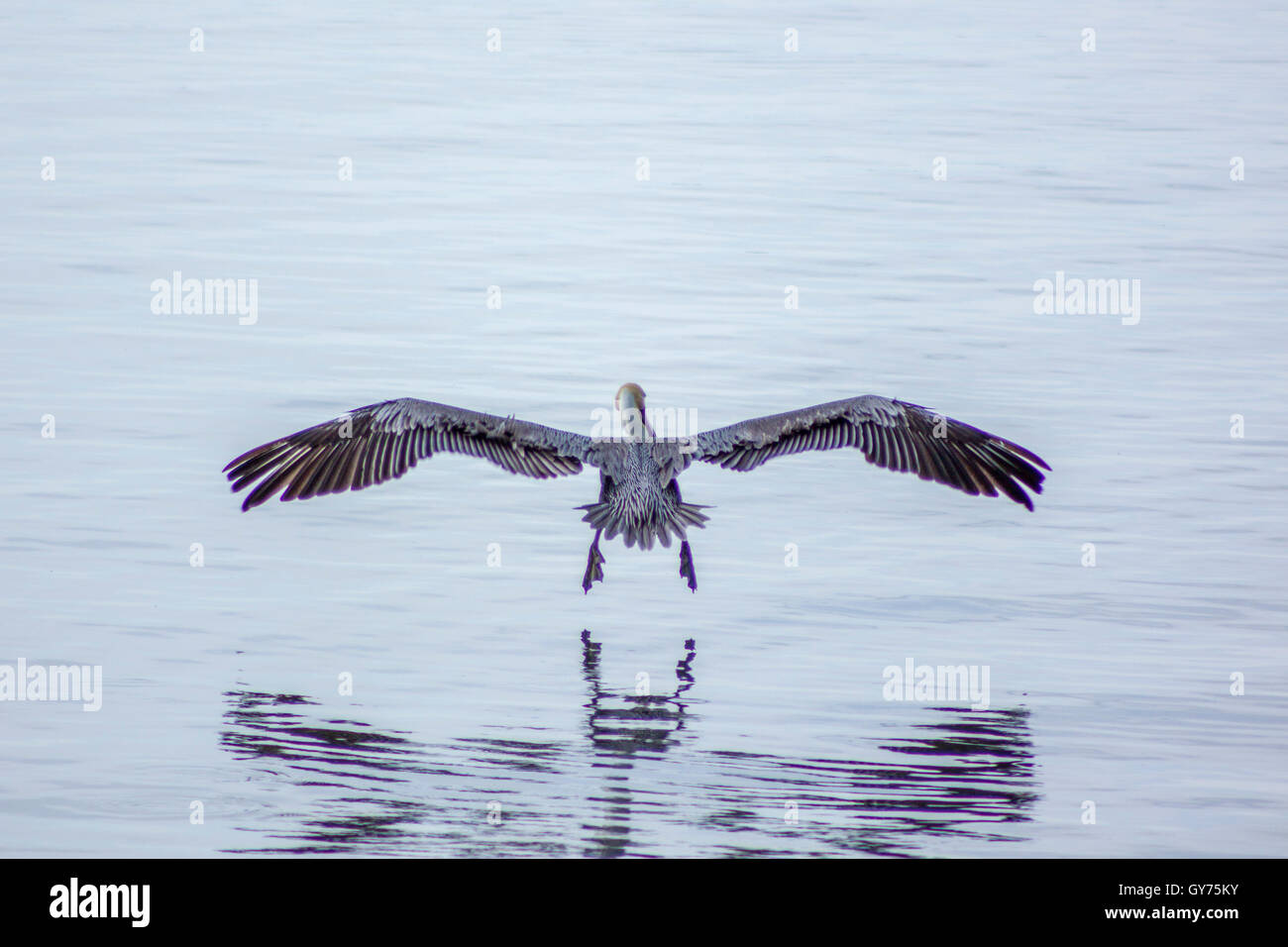 Crane Swooping on Water Stock Photo - Alamy