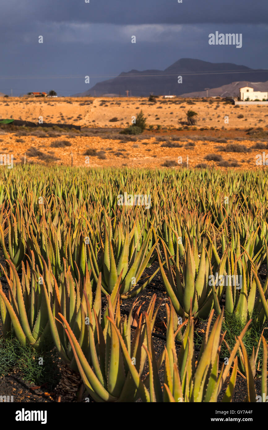 Aloe Vera plantation in Fuerteventura, Canary Islands, Spain Stock Photo