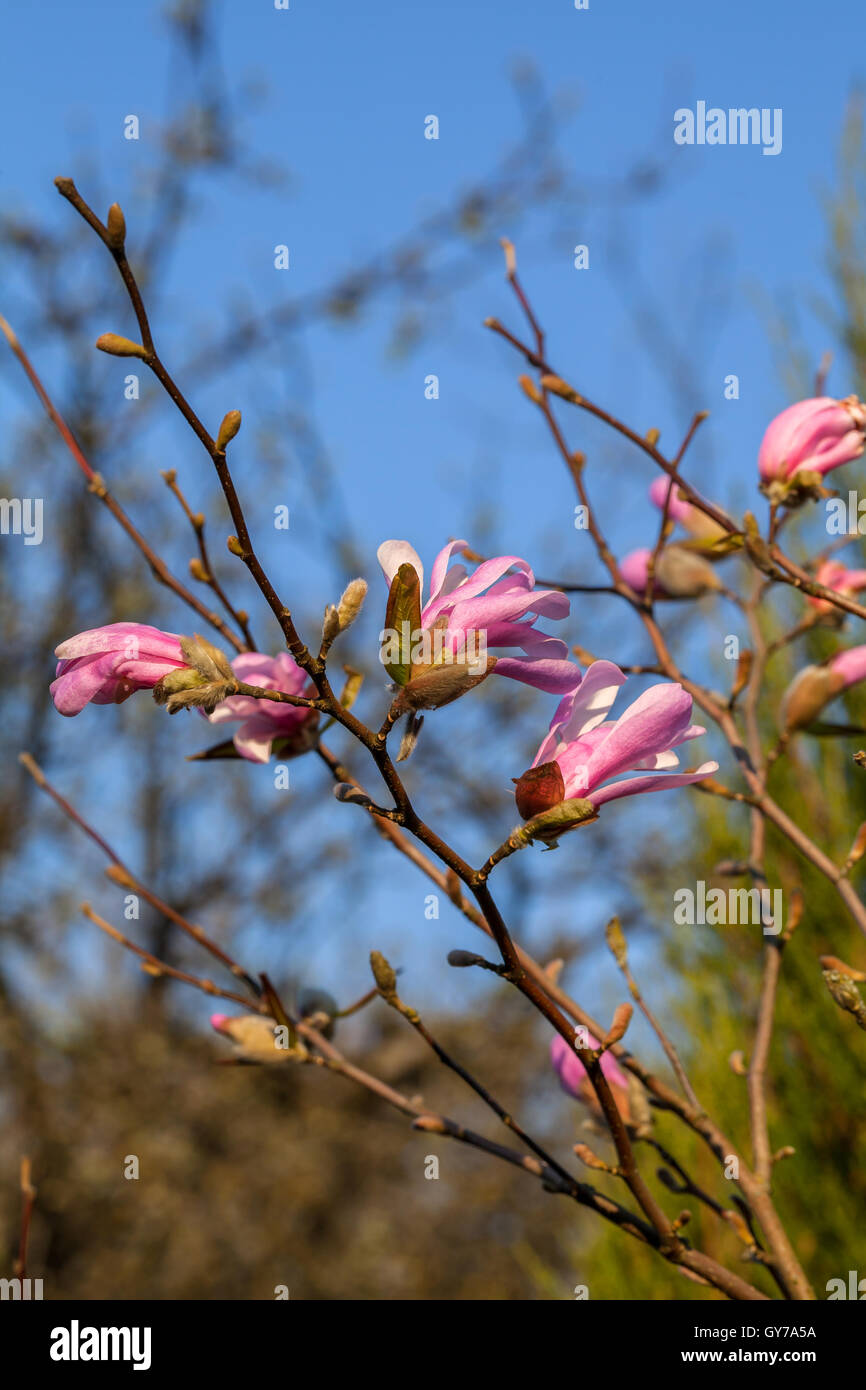 Magnolia blossoms in spring Stock Photo