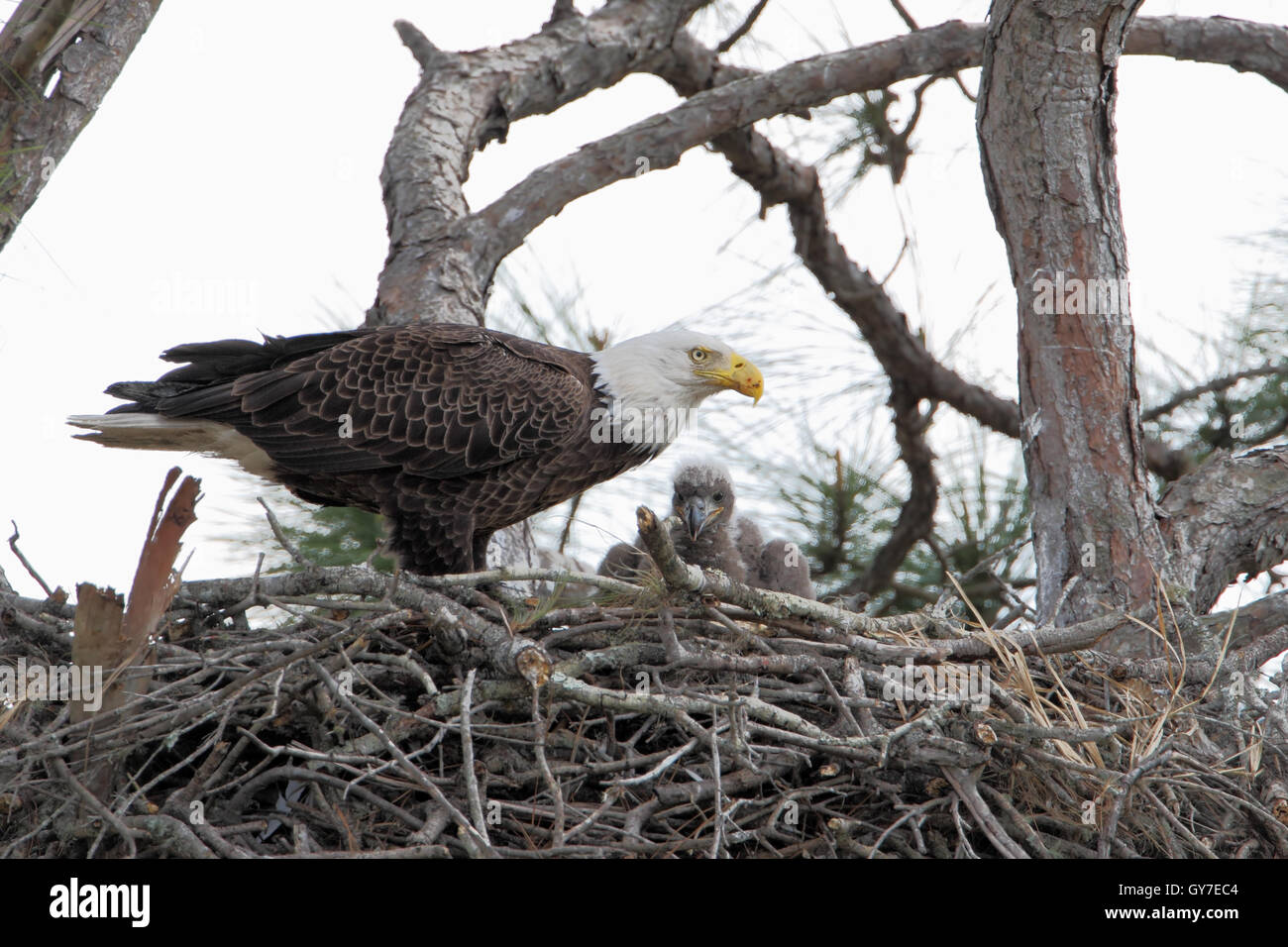Bald eagle (Haliaeetus leucocephalus) on nest with young, Three lakes WMA, Florida, USA Stock Photo
