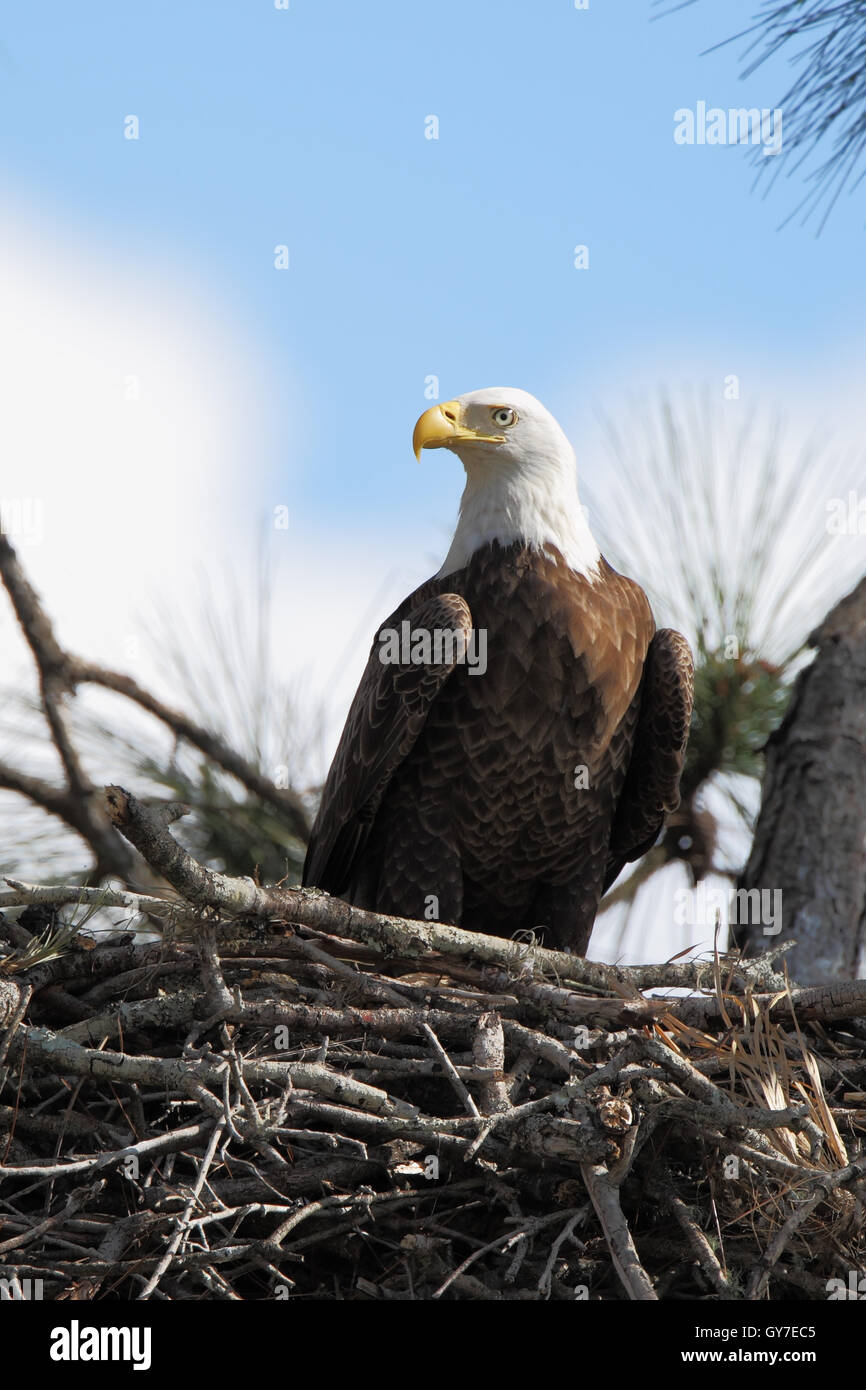 Bald eagle (Haliaeetus leucocephalus) on nest, Three lakes WMA, Florida, USA Stock Photo