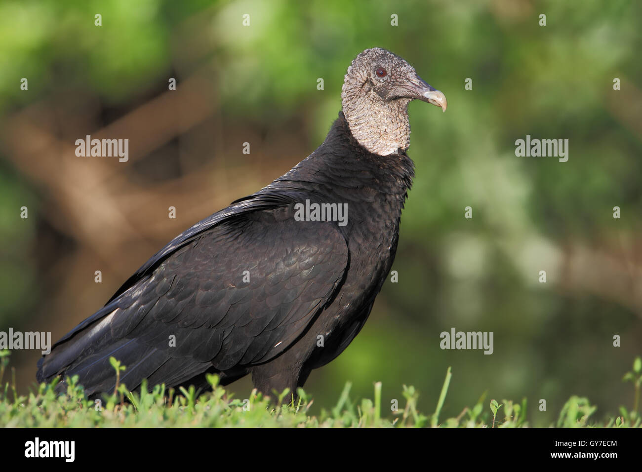 Black vulture (Coragyps atratus) standing, Lake Marian, Florida, USA Stock Photo