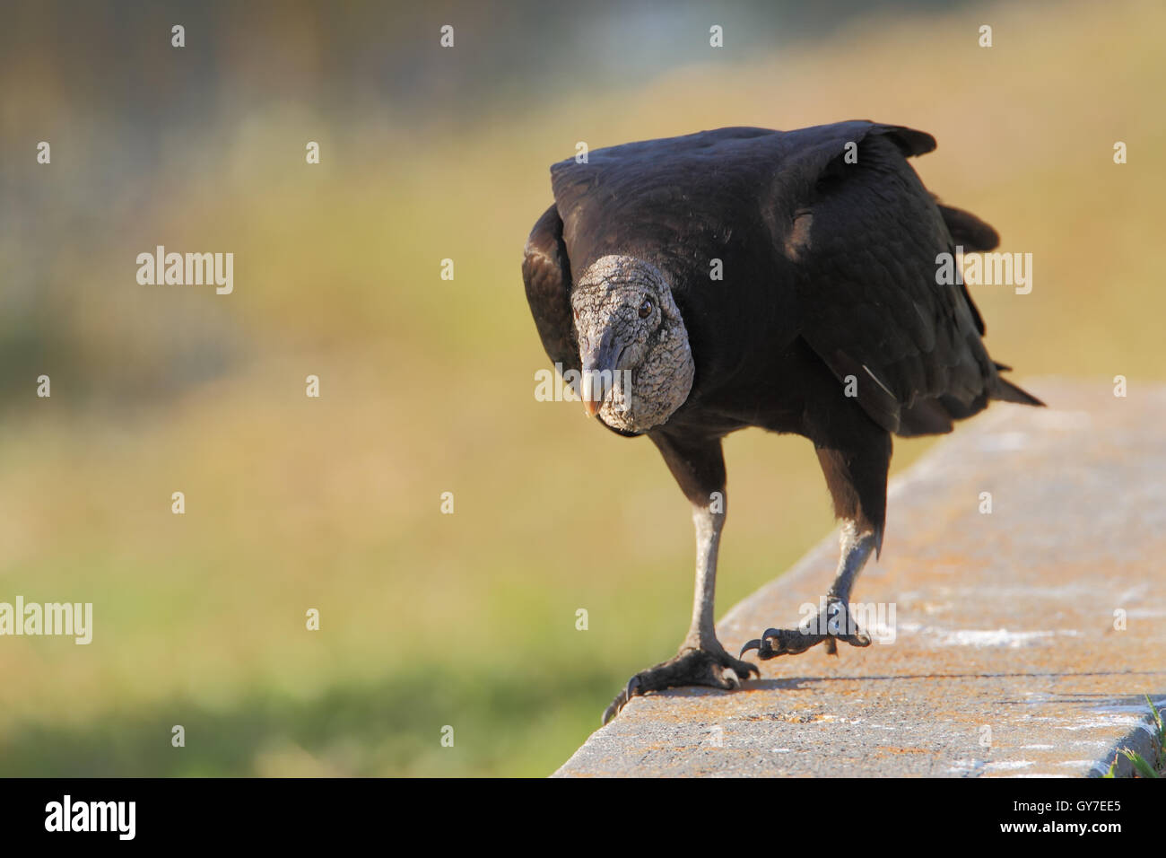 Black vulture (Coragyps atratus) standing, Lake Marian, Florida, USA Stock Photo