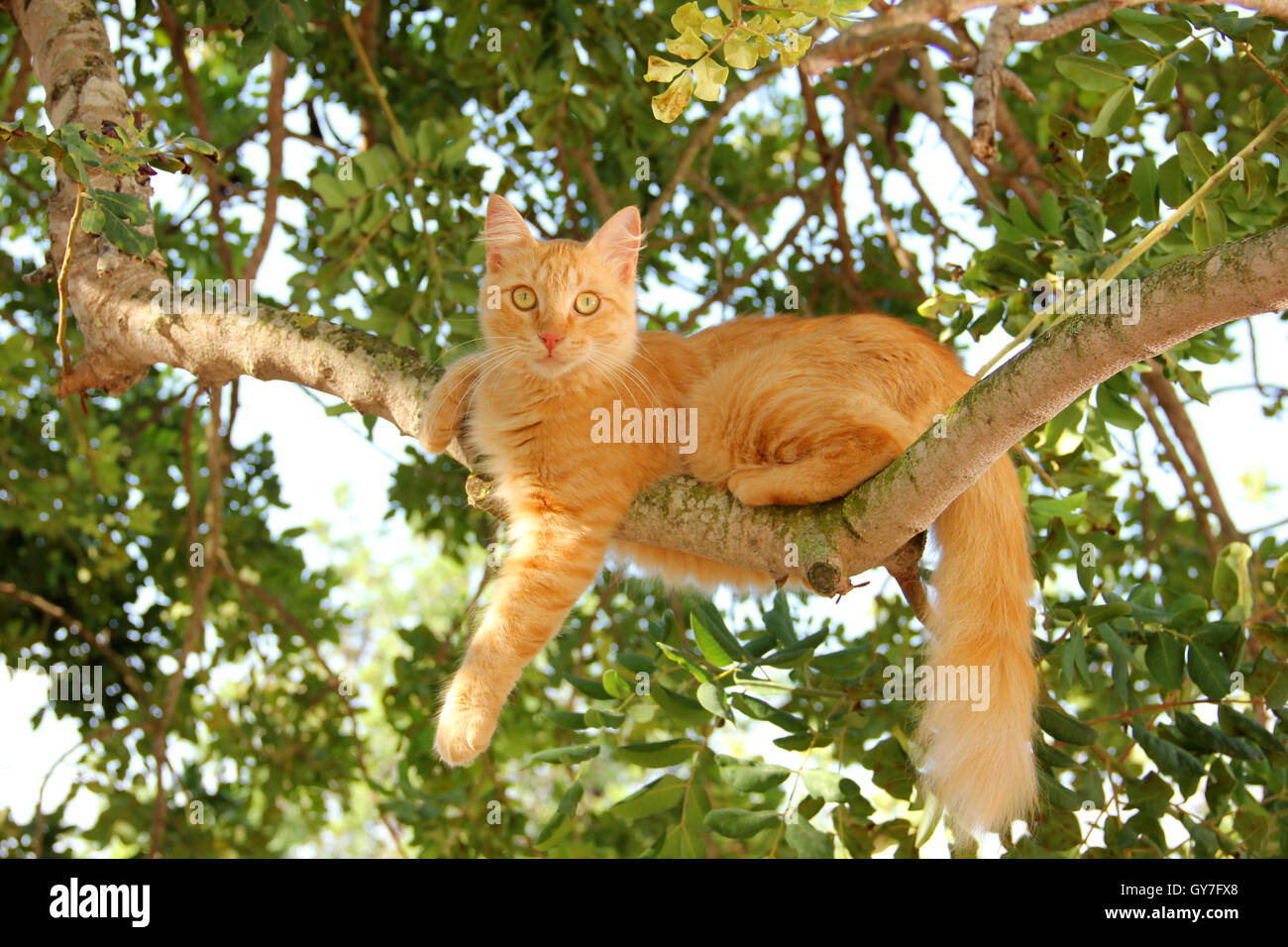 cat on tree branch