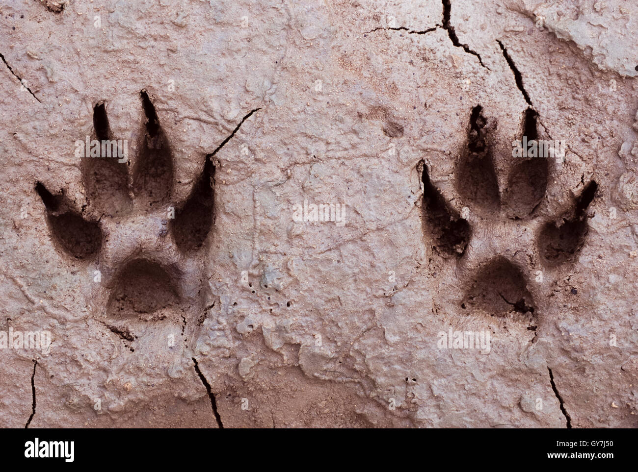 Indian Jackal, Canis aureus indicus, two paw prints in mud, Gujarat, India. The prints show the jackal's two fore paws. Stock Photo