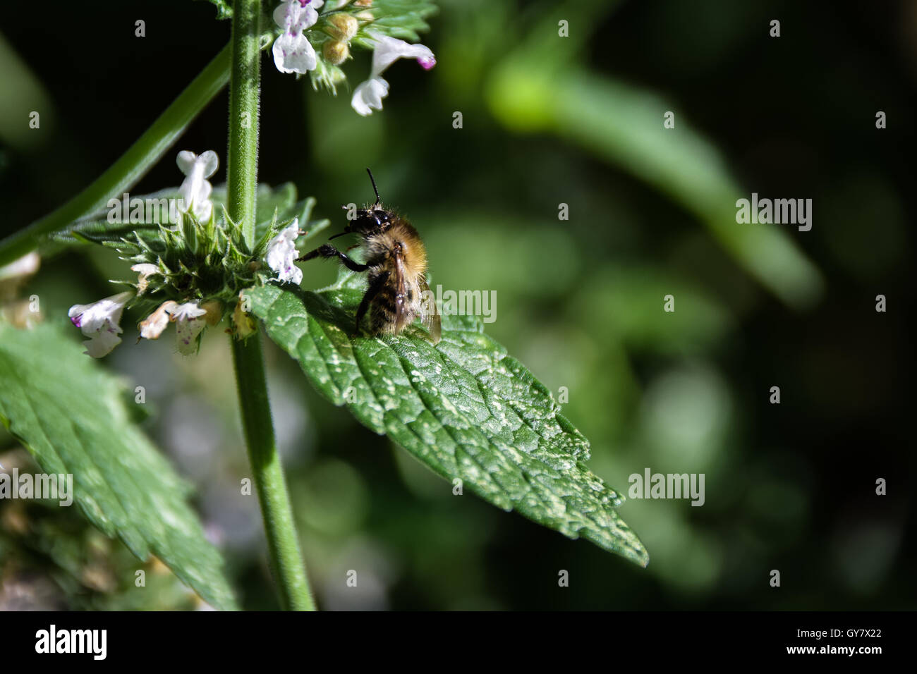 Honey bee on catnip flower in late summer sun Stock Photo