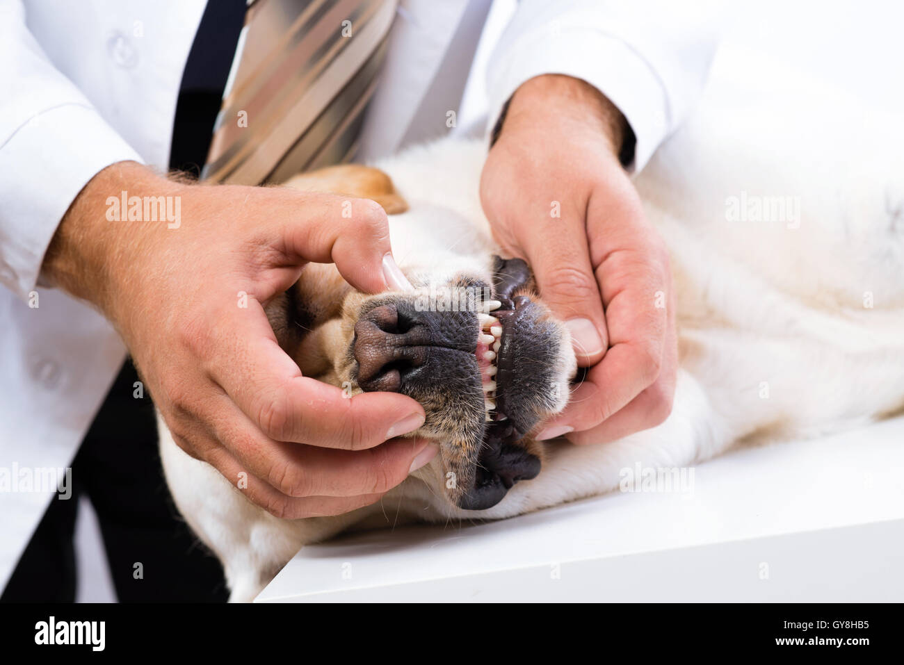 vet checks the teeth of a dog Stock Photo Alamy