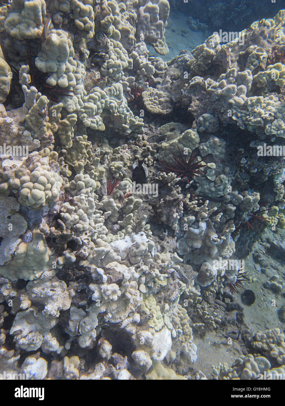 Reef colony Stock Photo