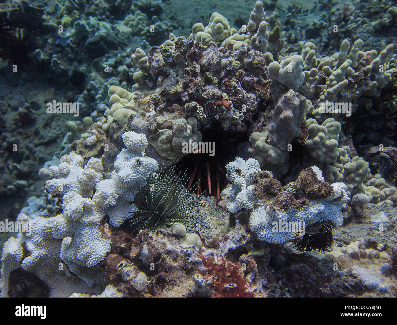urchin colony Stock Photo
