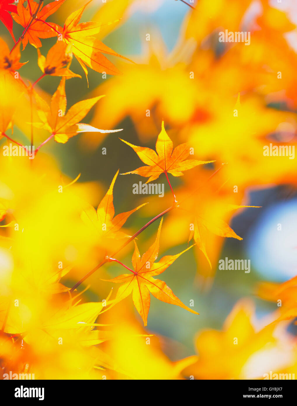 Yellow maple leaves Stock Photo - Alamy