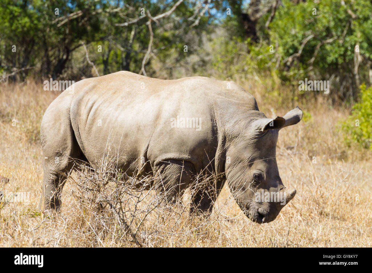 Isolated puppy rhinoceros from Hluhluwe–Imfolozi Park, South Africa. African wildlife. Ceratotherium simum Stock Photo