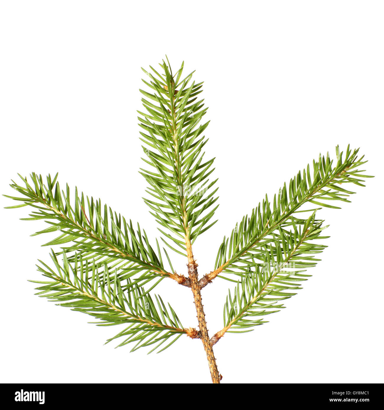 Single spruce branch lush green hi-res stock photography and images - Alamy
