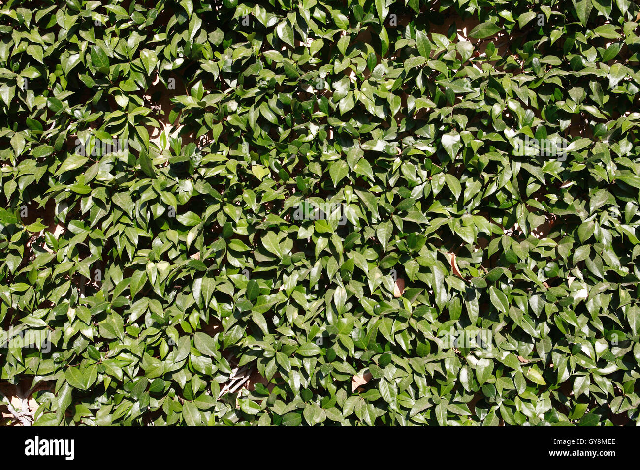 Green Leaves Background Stock Photo - Alamy