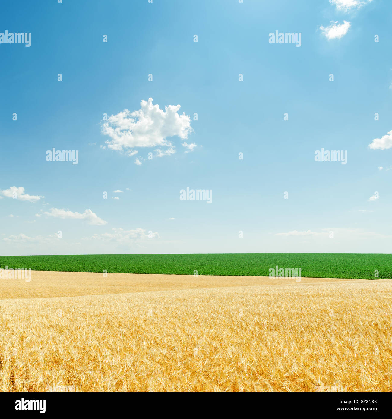 Light Clouds And Fields With Golden Harvest And Green Plants Stock light-clouds-and-fields-with-golden-harvest-and-green-plants-stock