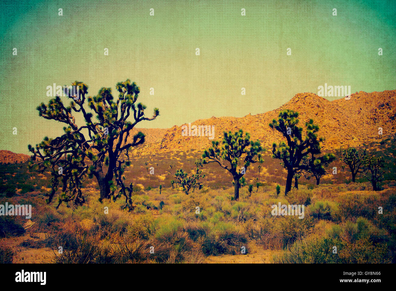 Joshua Trees in California Desert Stock Photo Alamy