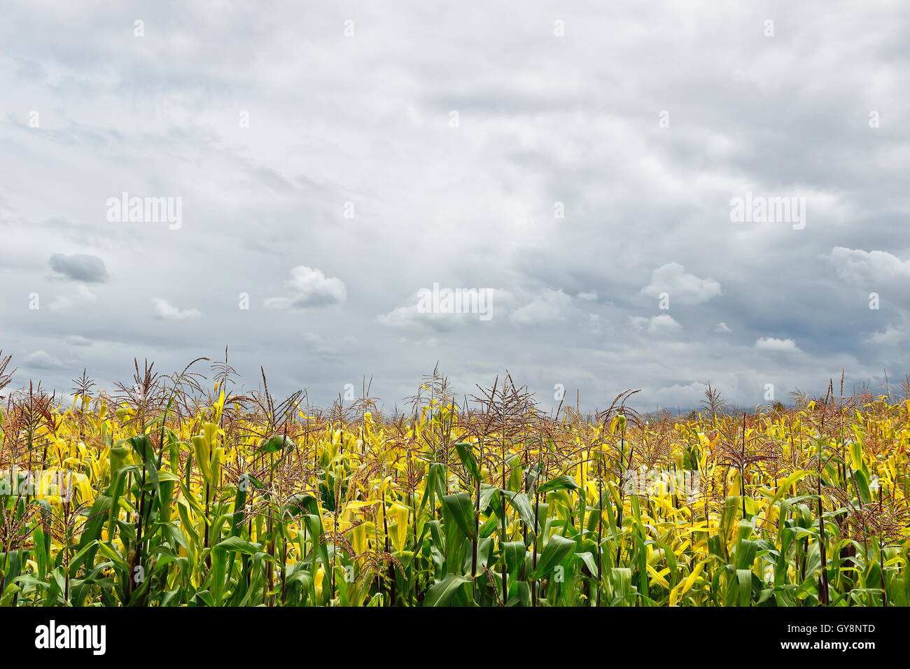 Cultivo de maiz hi-res stock photography and images - Alamy