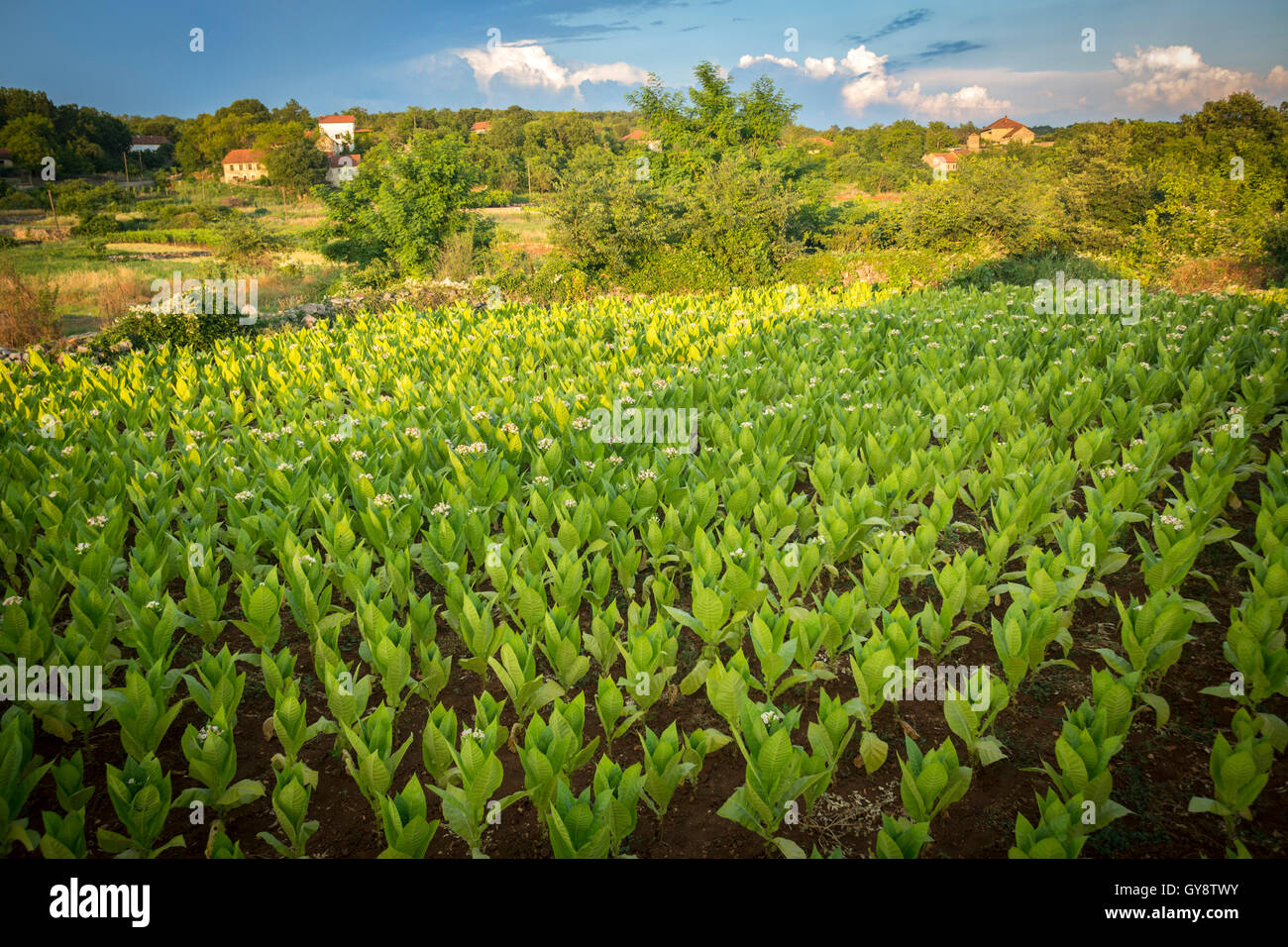 The tobacco (Nicotiana tabacum) cultivation in the vicinity of Ljubuški (Bosnia and Herzegovina). Stock Photo