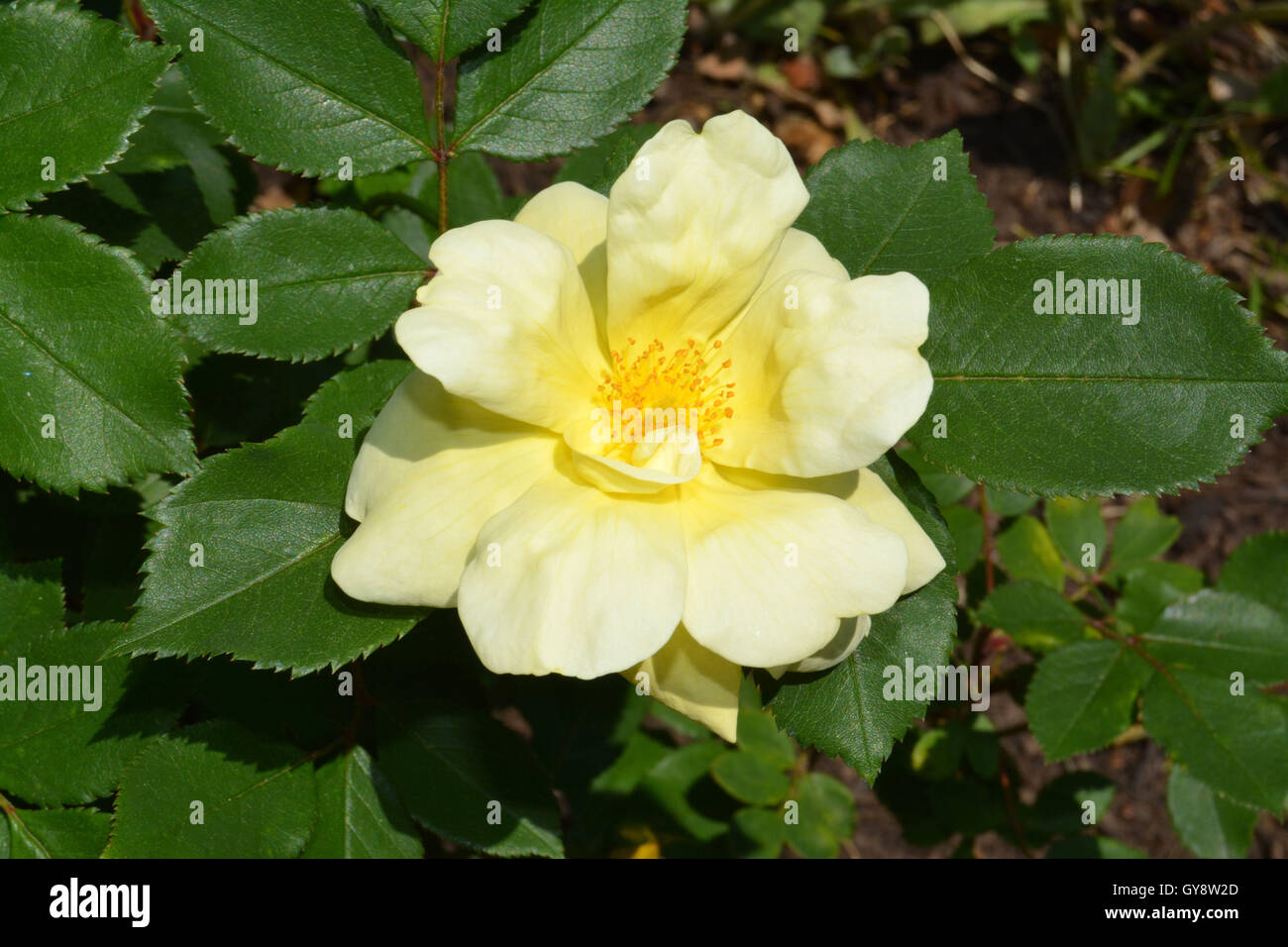 Yellow Knockout Rose Stock Photo Alamy