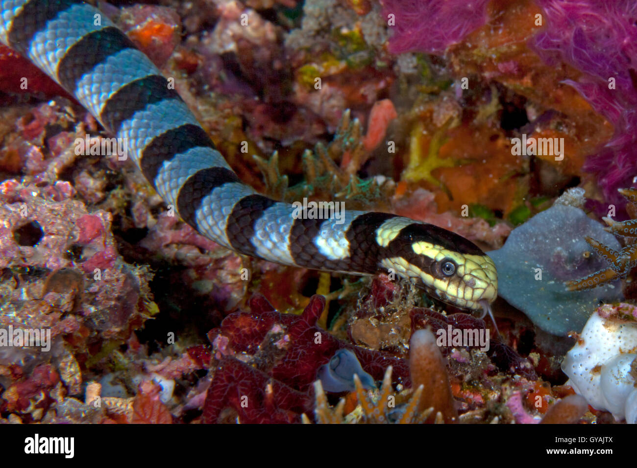 Banded sea snake, Laticauda colubrina, slithering along bottom of coral reef protrudes forked tongue to navigate. Stock Photo