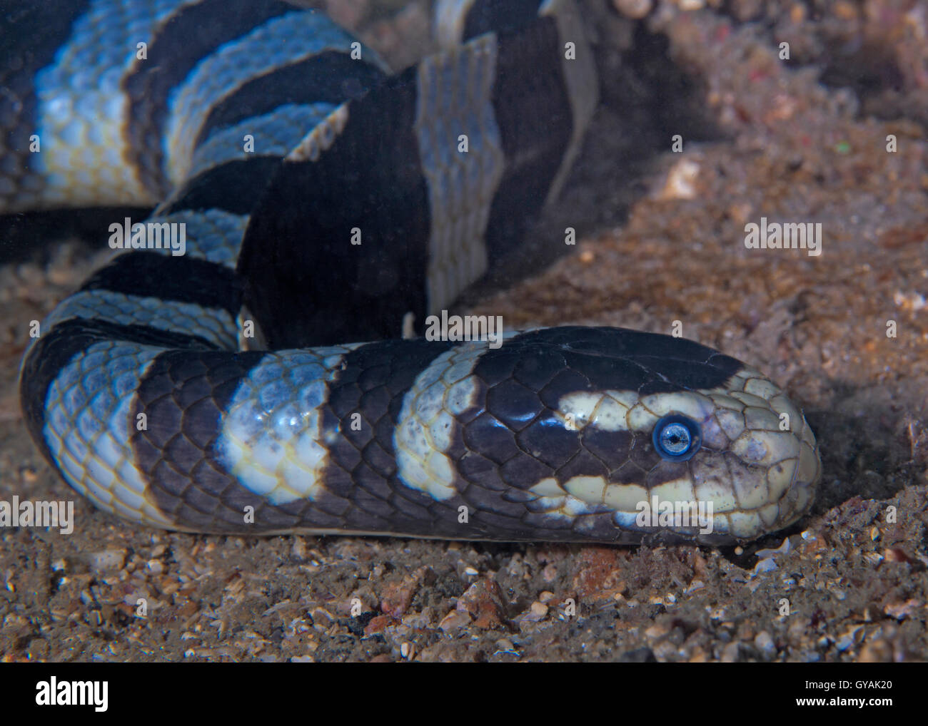 Head shot of banded sea snake slithering on sea floor. Stock Photo