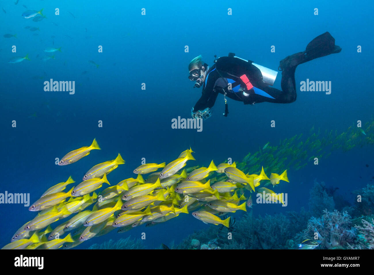 Scuba diver swims with school of yellowtail snapper fish. Stock Photo