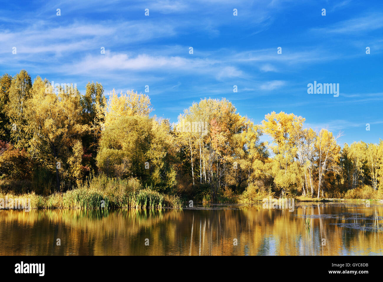Poplar trees with yellow leaves reflected in the waters of the lake in autumn day Stock Photo