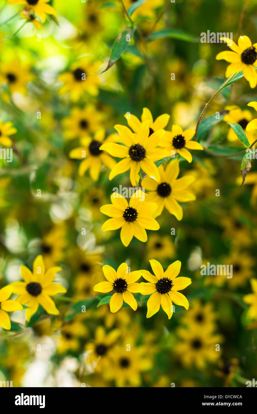 Tall Gold and Burgundy Coreopsis Tinctoria Wildflowers /Tall Gold and Burgundy Coreopsis Tinctoria Wildflowers /Tall Gold and Bu Stock Photo