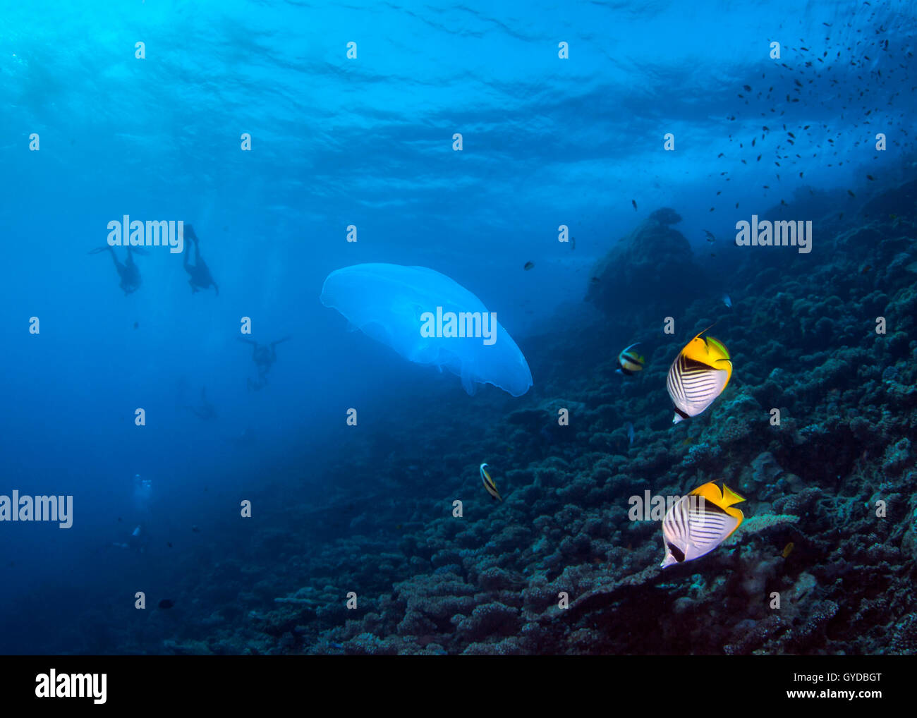 Seascape of jellyfish and raccoon Butterllyfish on coral reef with divers in silhouette in blue water background. Red Sea. Stock Photo