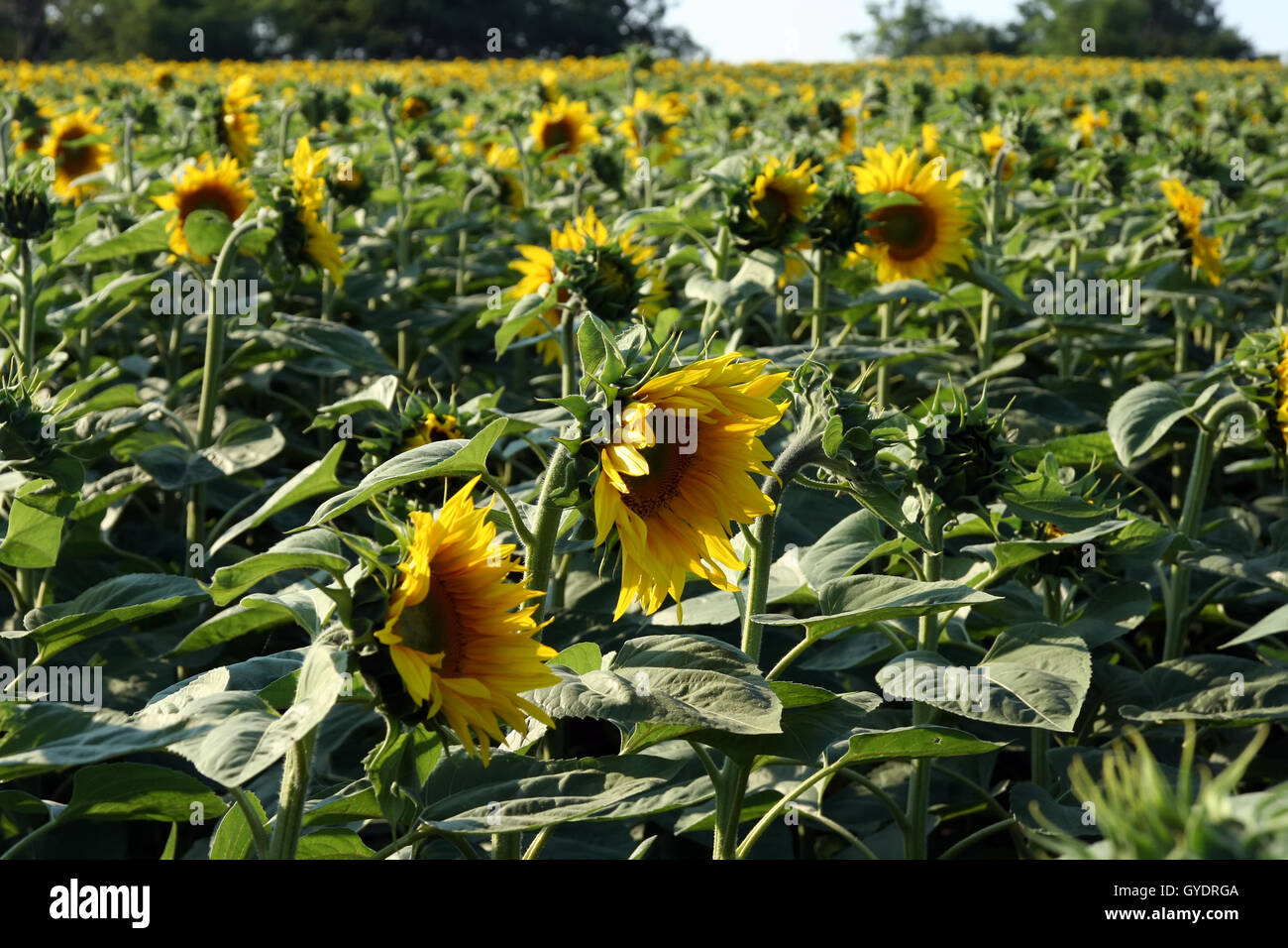 Sunflower field. Field full of sunflowers Stock Photo - Alamy