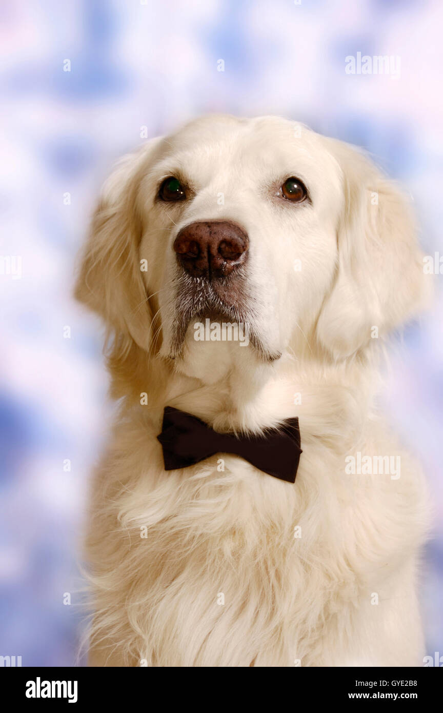 golden retriever dog elegant Stock Photo