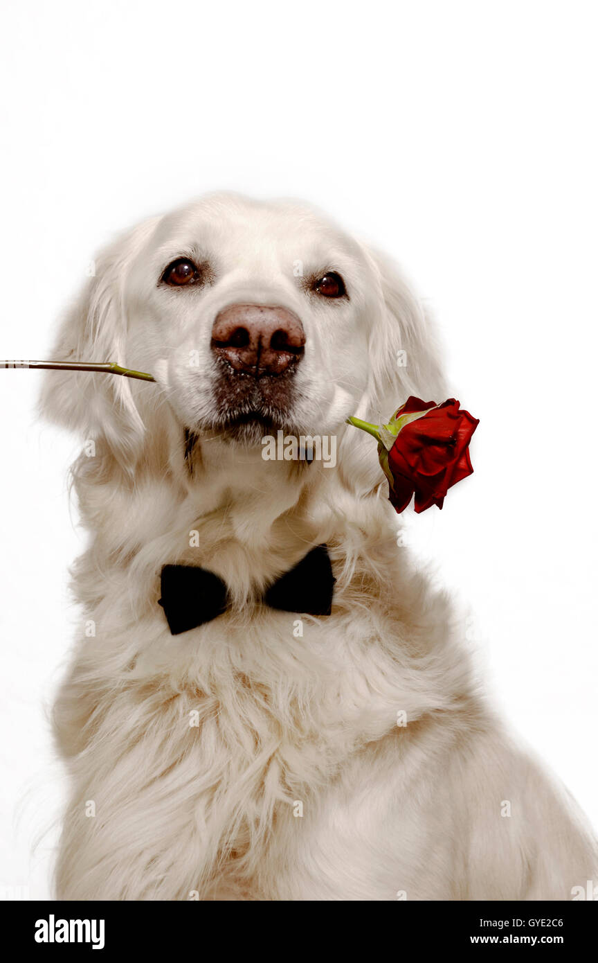 golden retriever dog with a rose in his mouth Stock Photo - Alamy